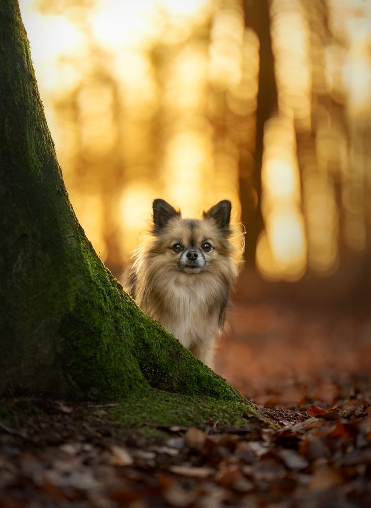 Photograph by Yong Lei van Barlingen