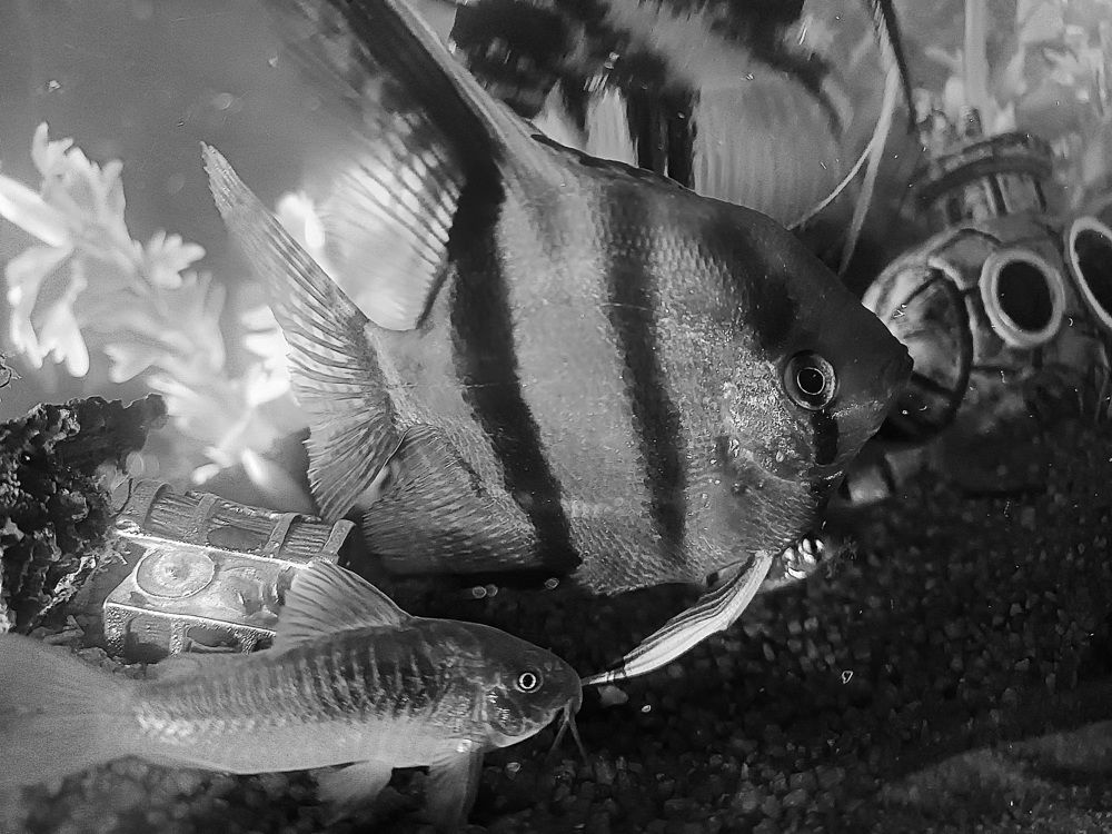 Photograph by Anna Veľasová