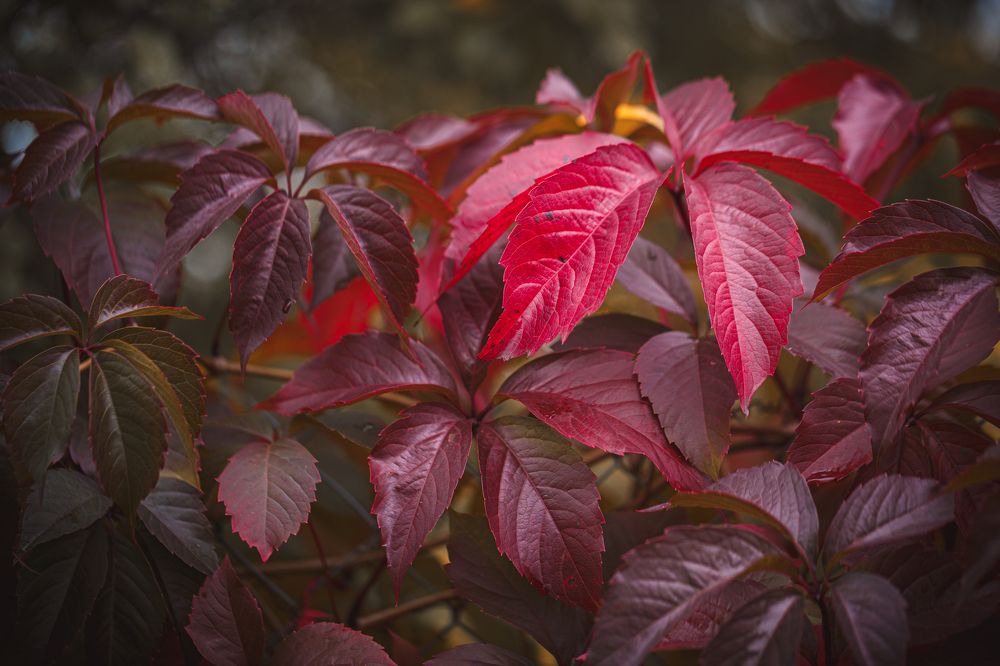 Краски осени...