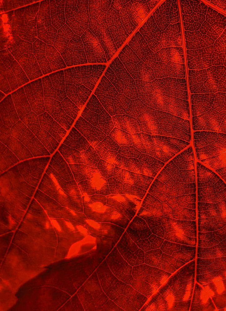 Photograph by Yuliya Karpova