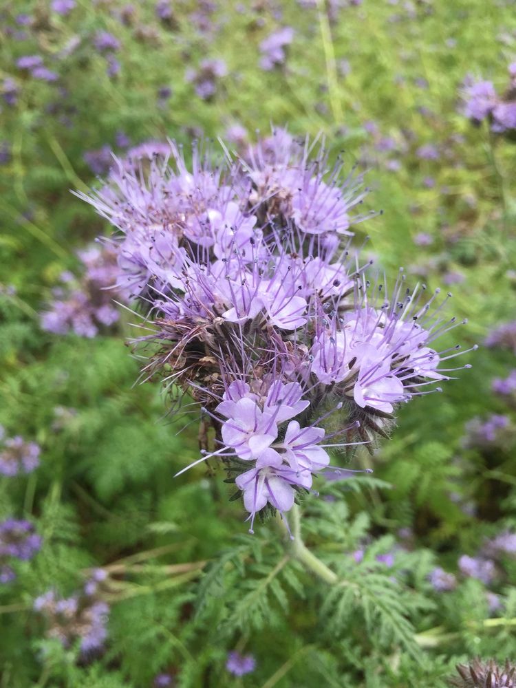 Photograph by Светлана Петрова