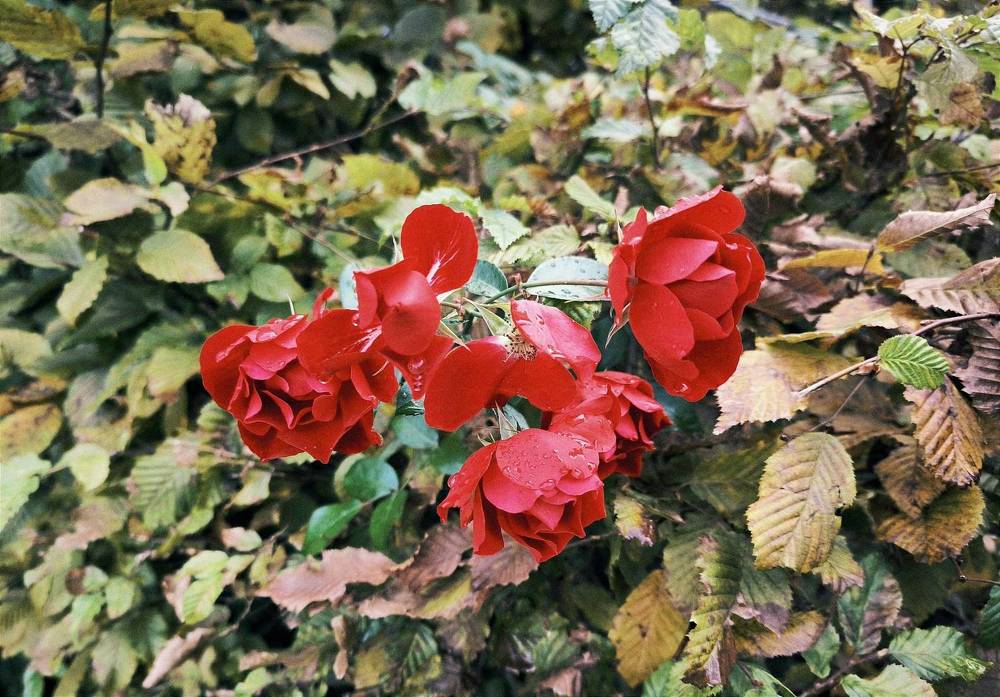 Photograph by Елена Симонова