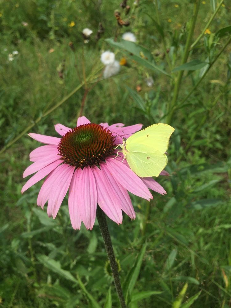 Сочетаемое с несочетаемым.