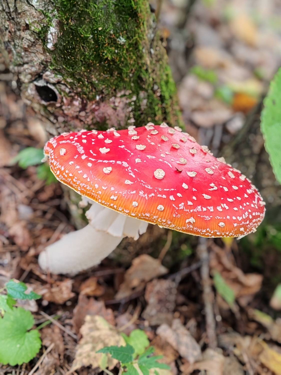 Photo #11171357
