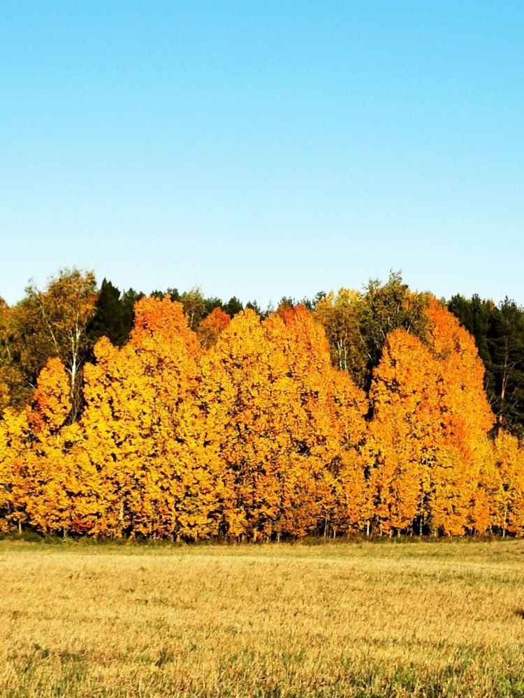 Фотография автора Андрей Богданов