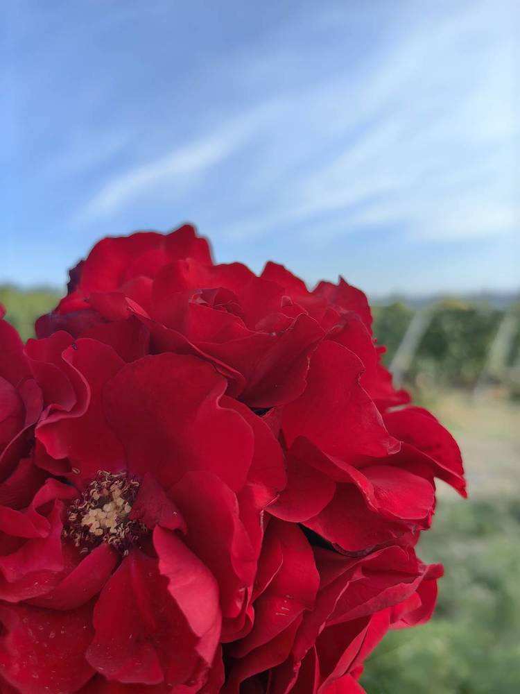 Photograph by Светлана Зыкова