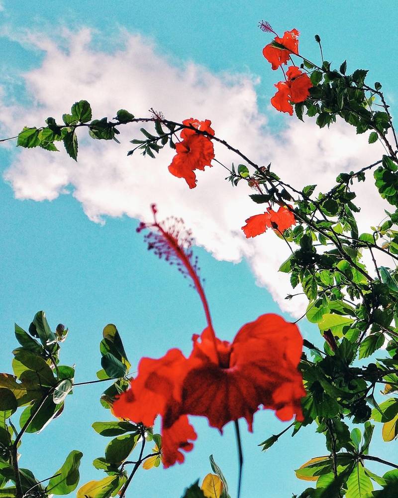 Photograph by Anderson Francisco