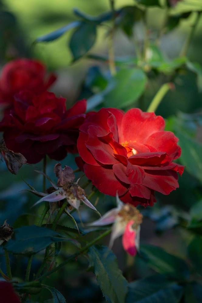 Photograph by Екатерина Одинцова