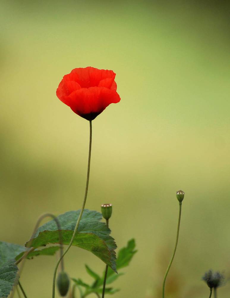 Photograph by hasan sorena jouri