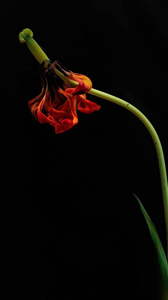 Photograph by Irina Chka