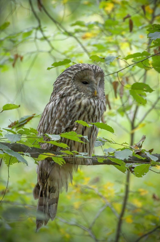 Фотография автора Sebastian Popa