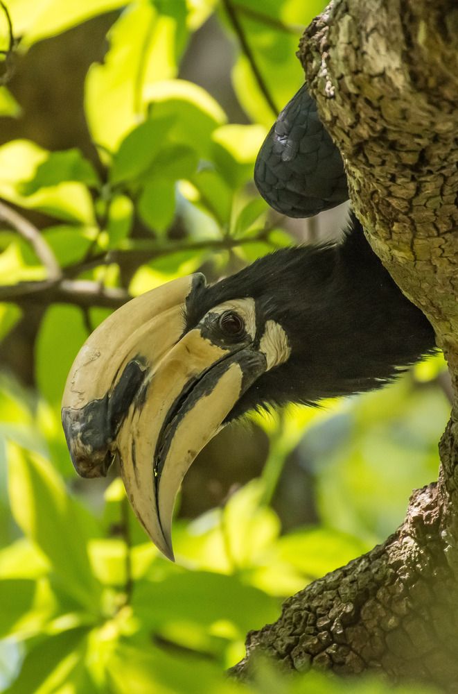 Фотография автора Dipayan Debbarma