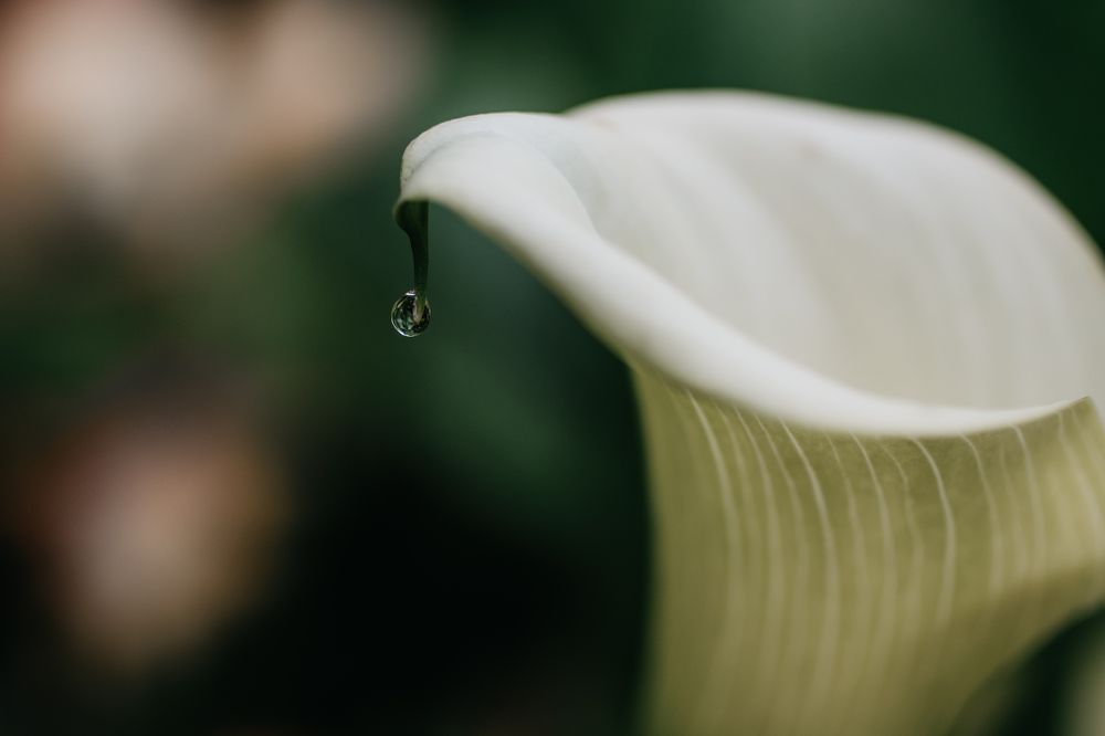 Photograph by Юлия Фомина