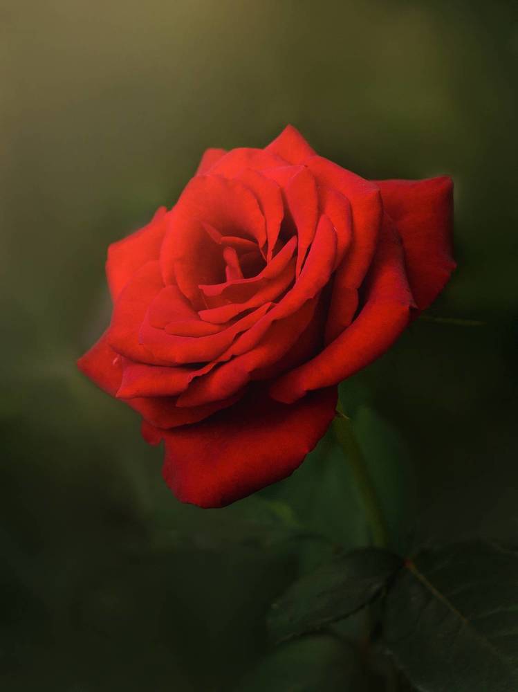 Photograph by Алексей Горин