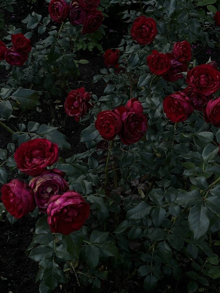 Фотография автора Полинэ Корепанова