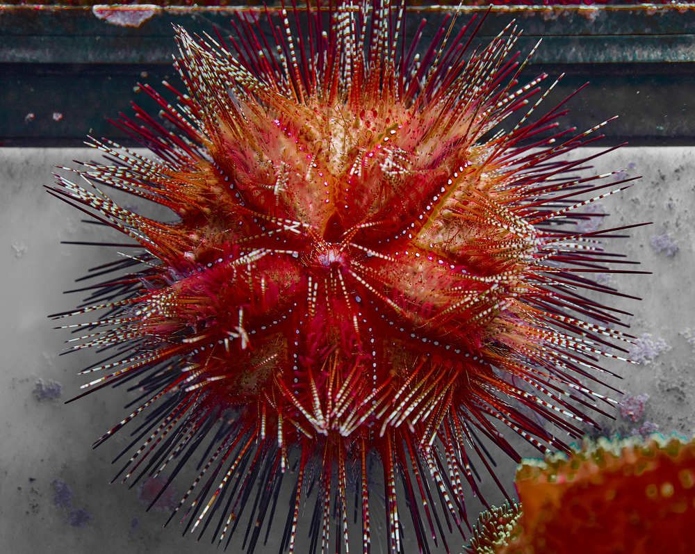 Фотография автора Ekaterina Palant