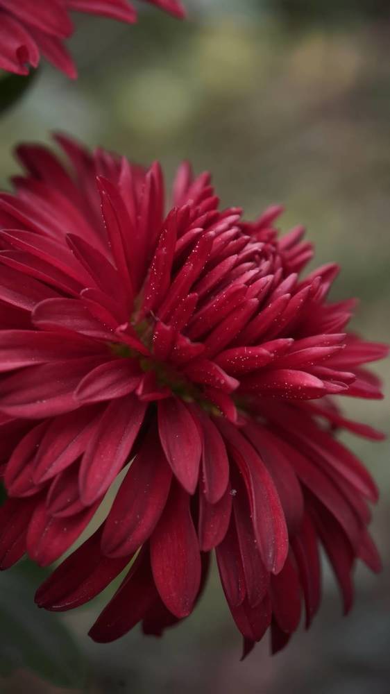 Photograph by Анна Курлова