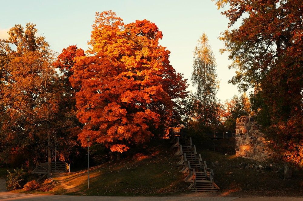 Лестница под кленом