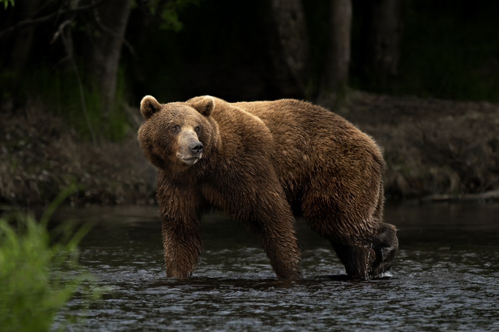 Photograph by Николай Мозгунов