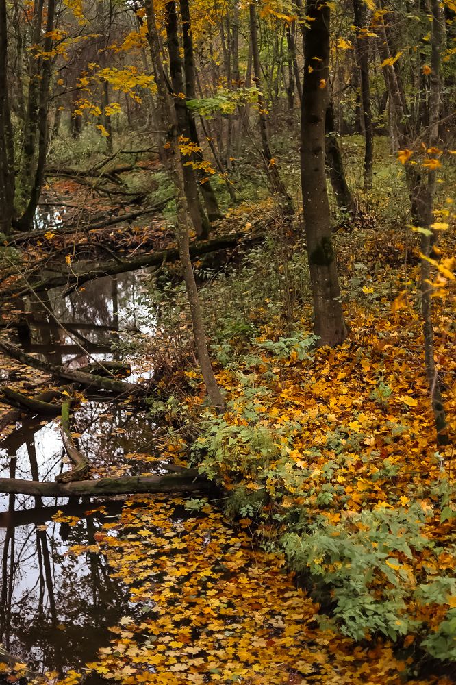 Photograph by Руслана Ковалевская