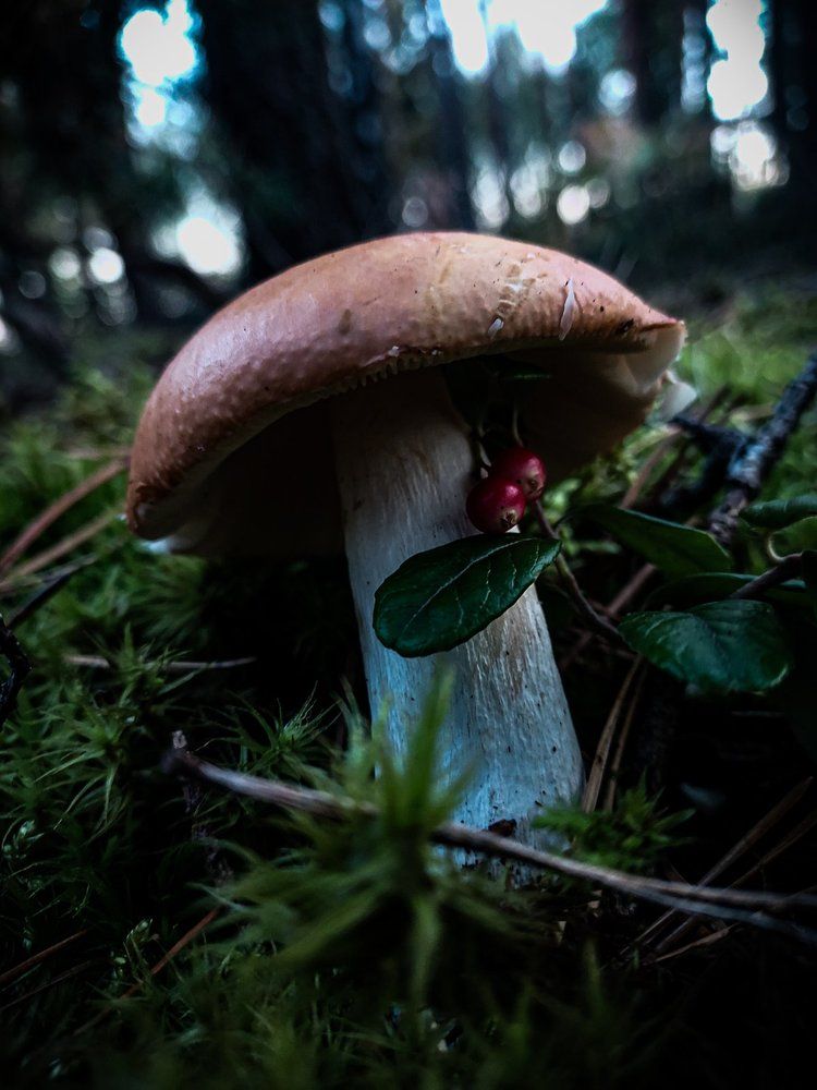 Photograph by Ivan Goshtanar