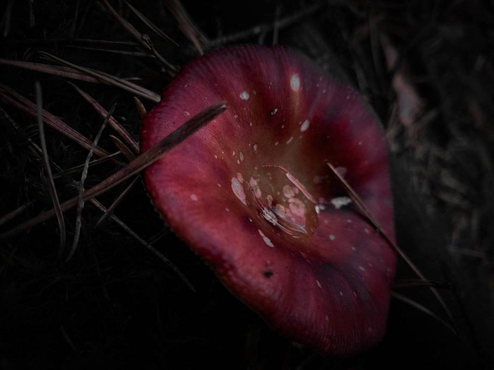 Photograph by Ivan Goshtanar