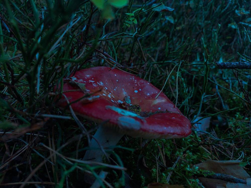 Photograph by Ivan Goshtanar