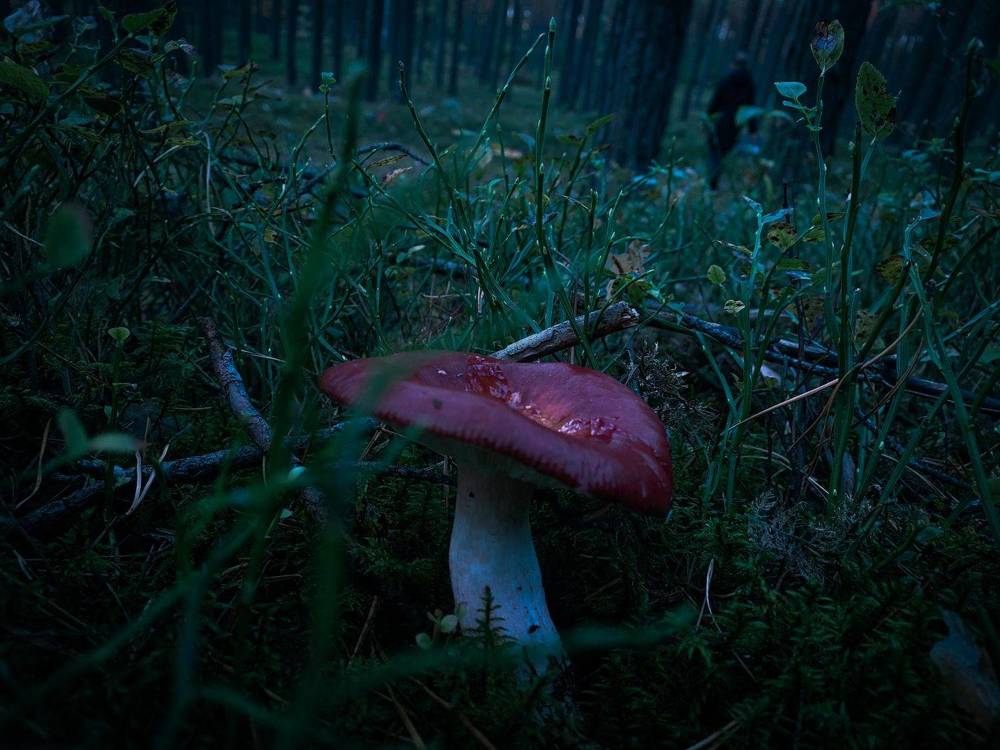 Photograph by Ivan Goshtanar