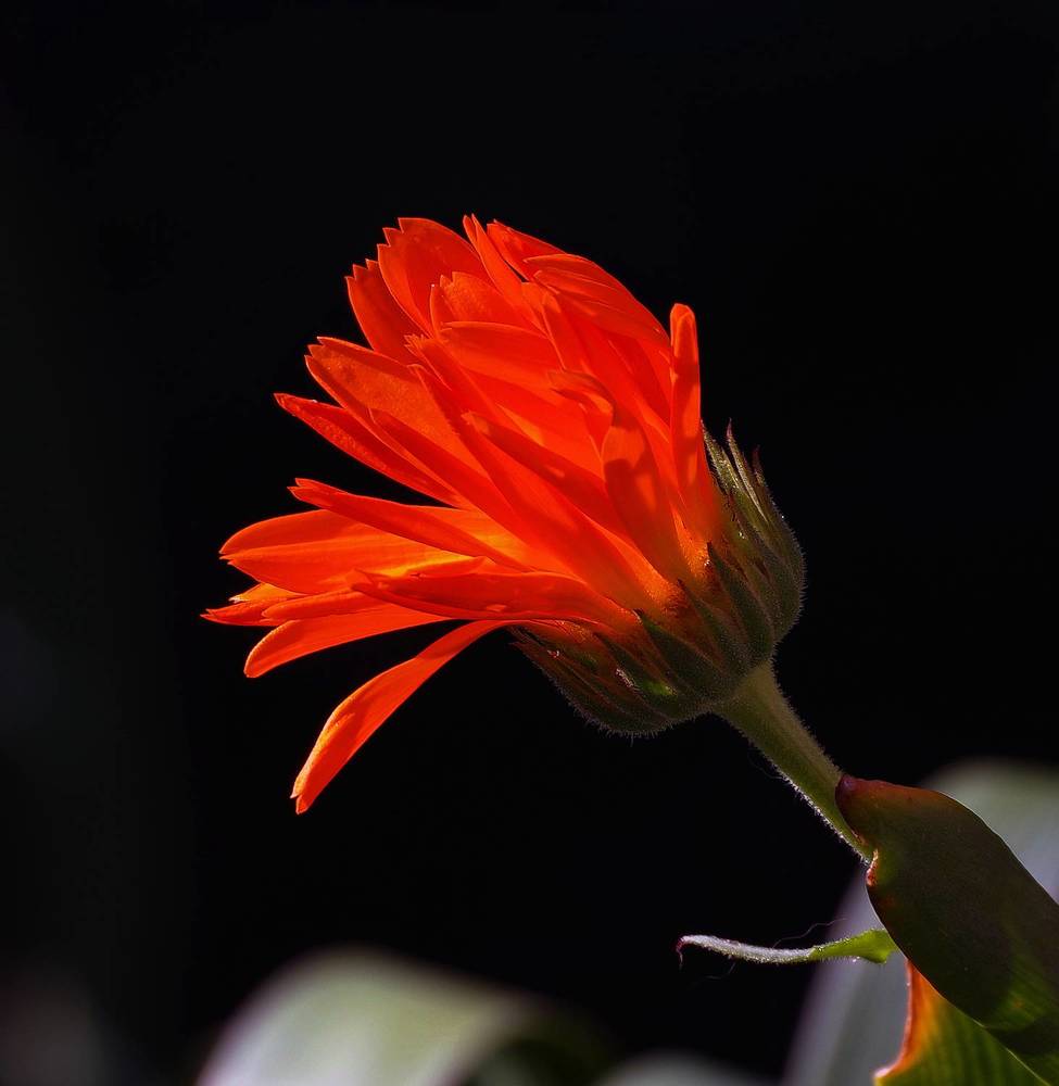 Фотография автора Сергей Гречихин