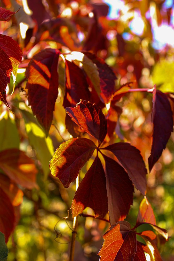 Photograph by Ирина Дмитриенко