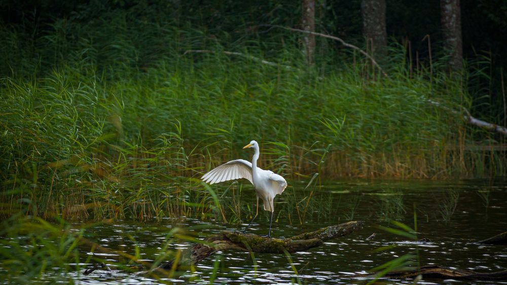 Photograph by Valdis Serzhans