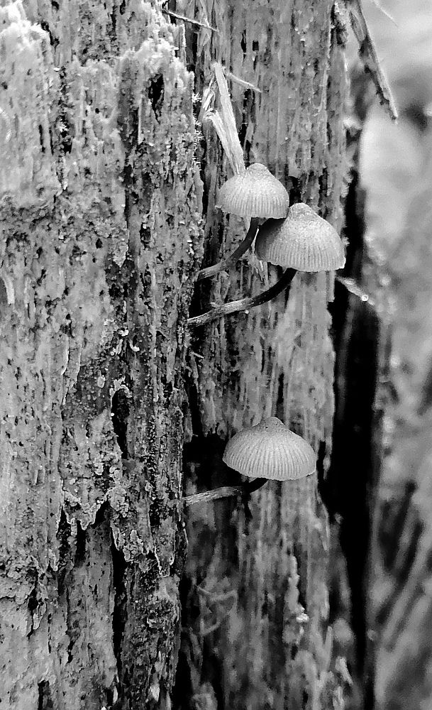 Photograph by Елена Казакова