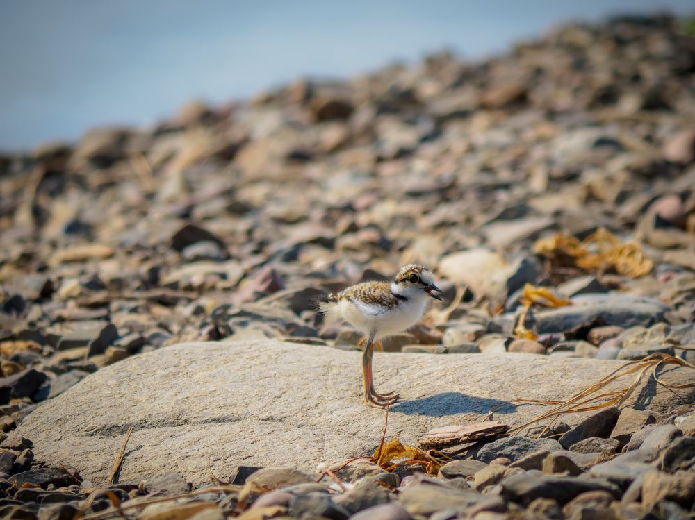 Ребенок на прогулке