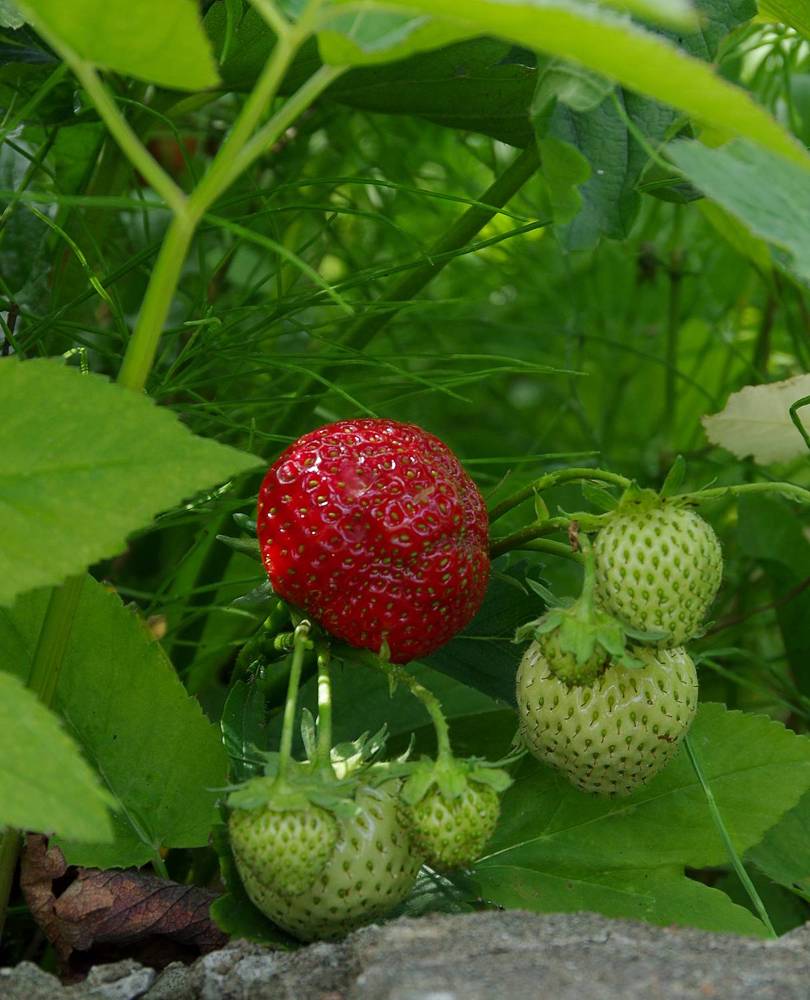 Photograph by Nadezda Sarap