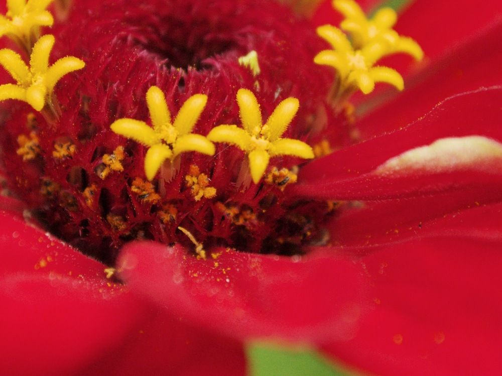 красный цветок