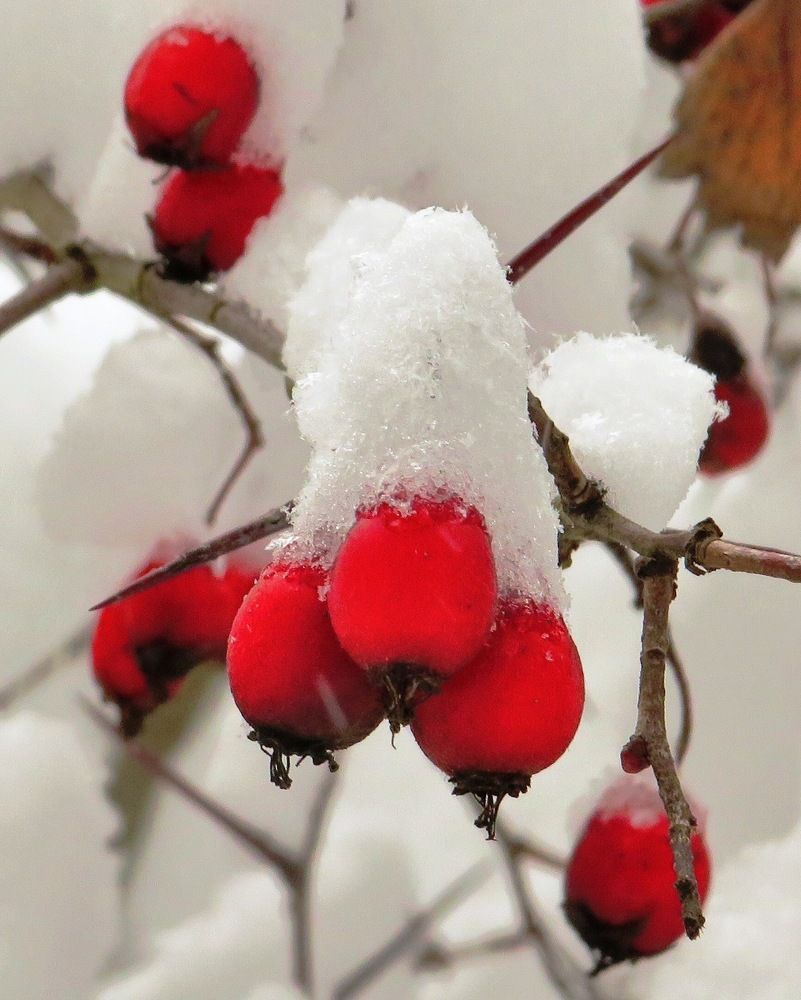 В снежном колпаке