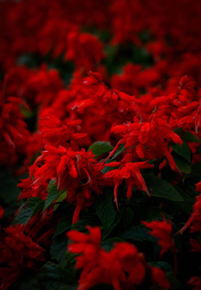 красные цветы