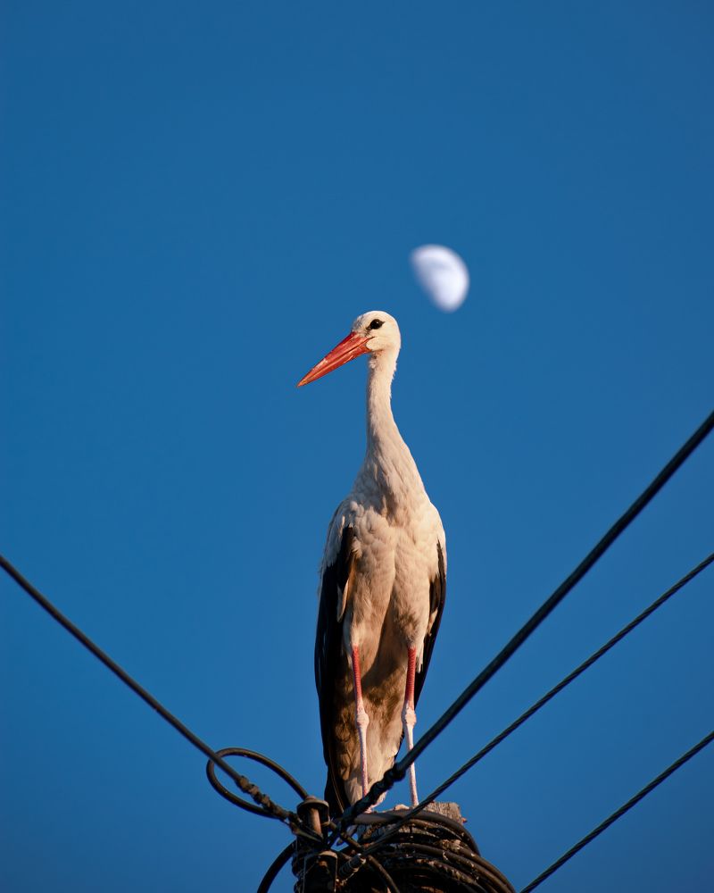 Фотография автора DIMITRIOS SIONAKIDIS