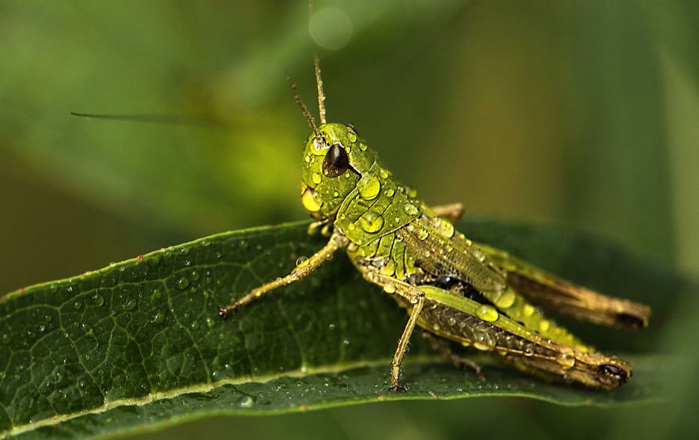 Зелёный кузнечик.