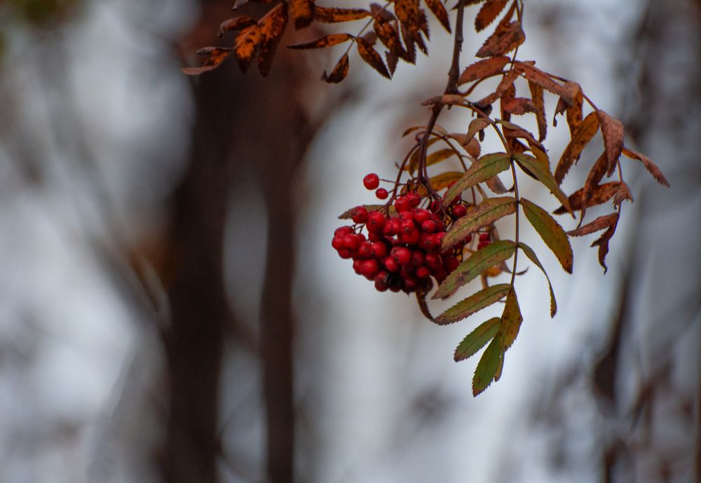 Photograph by Людмила Подольская