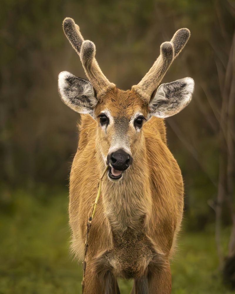 Photograph by Pablo Corengia