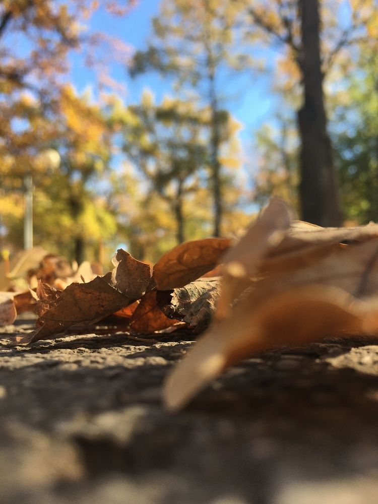 Фотография автора Балановская Виктория