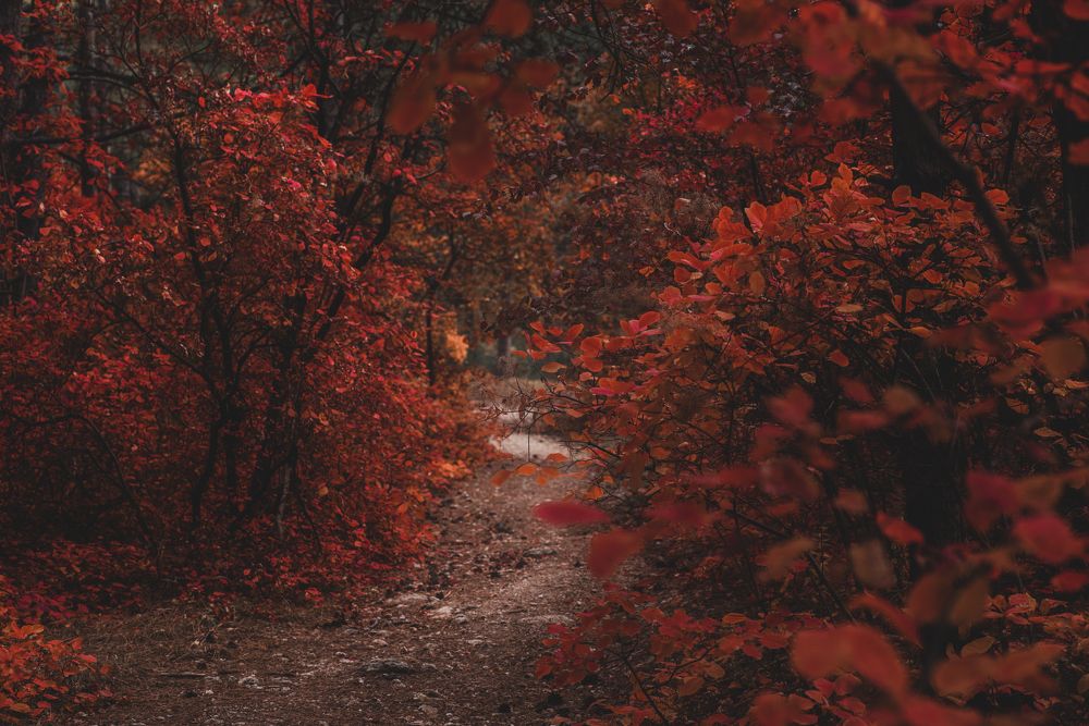 Photograph by Оксана Пономаренко