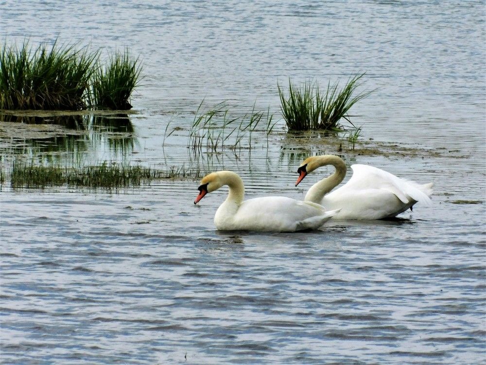 Photograph by Чкареули Светлана