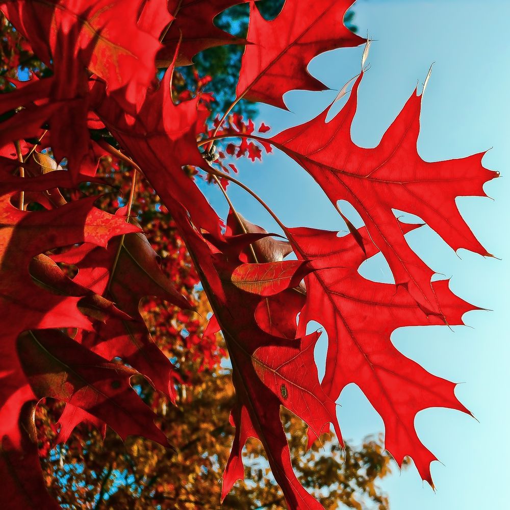 Привет из осени