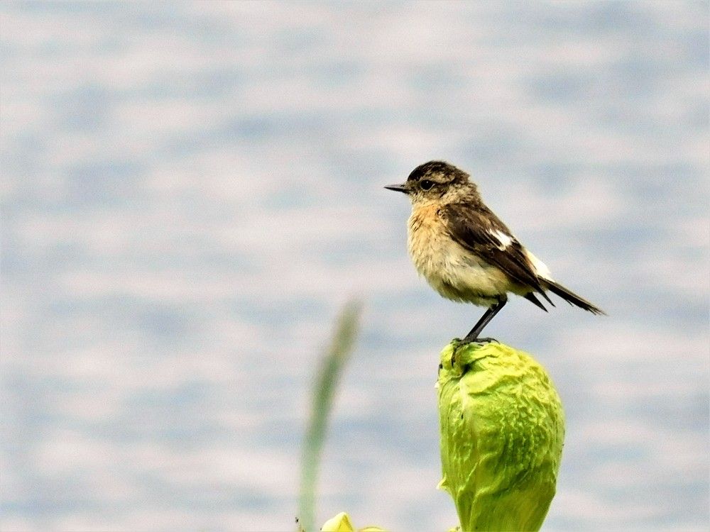 Photograph by Чкареули Светлана