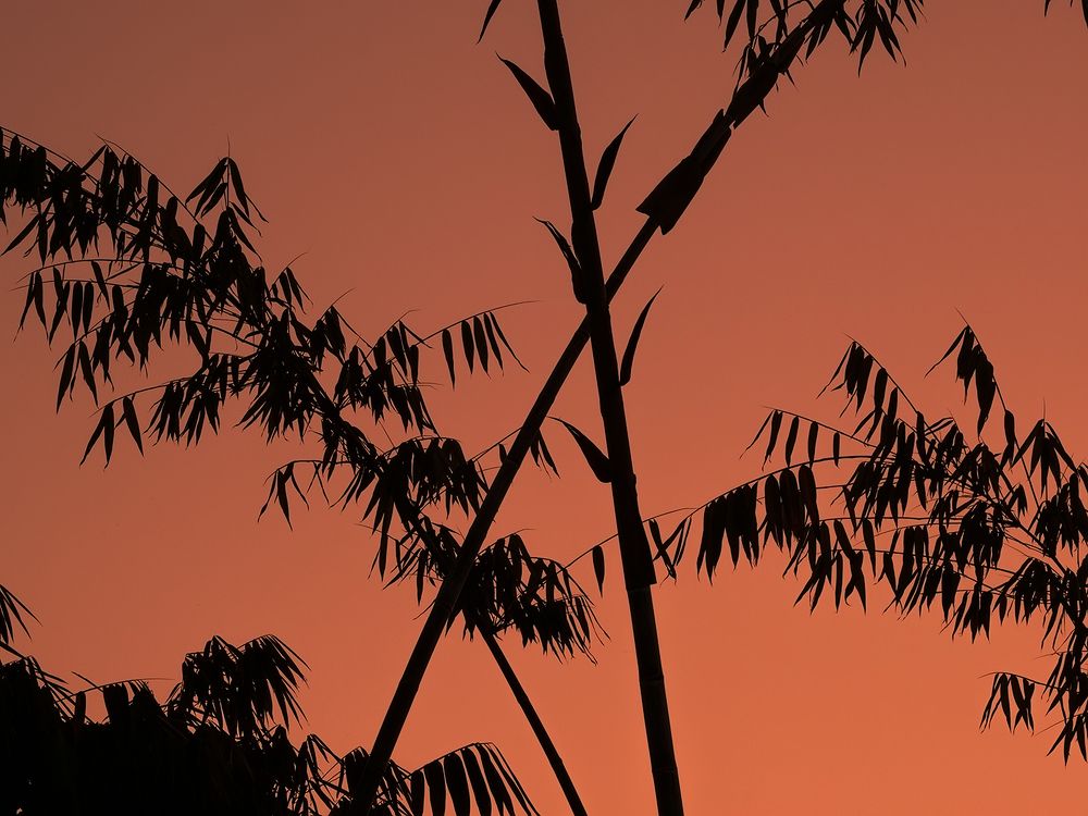 Ветки на закате
