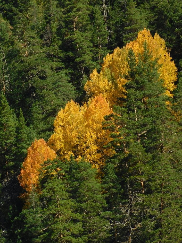 Photograph by Чкареули Светлана