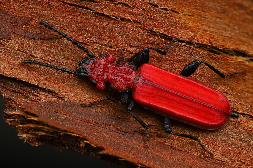 Фотография автора Андрей Шаповалов