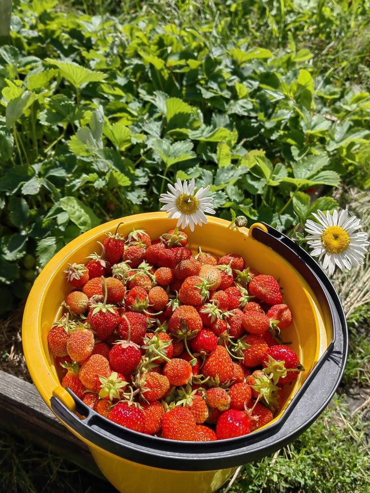 Photograph by Чкареули Светлана